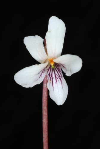 sweet white violet — photo 1