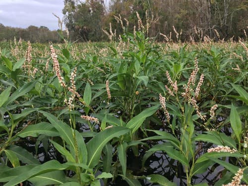 Dense-flowered smartweed — photo 1