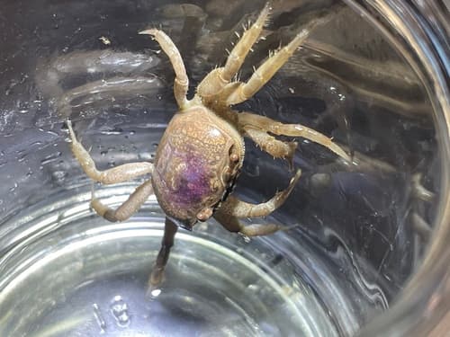 Atlantic Sand Fiddler Crab — photo 1