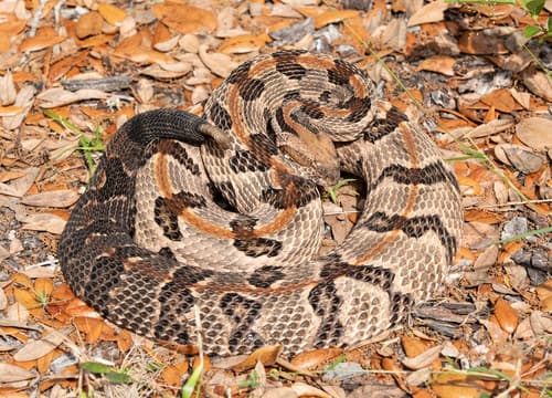 Timber Rattlesnake — photo 1
