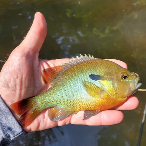 Redbreast Sunfish — photo 1