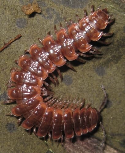 Common Pink Flat-back — photo 1