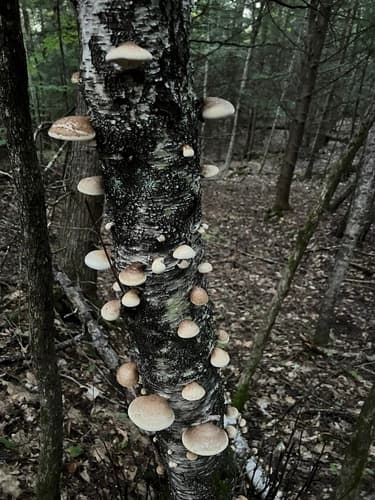 birch polypore — photo 1