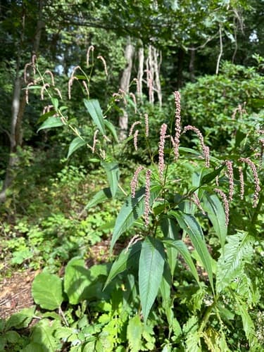 Far Eastern smartweed — photo 1