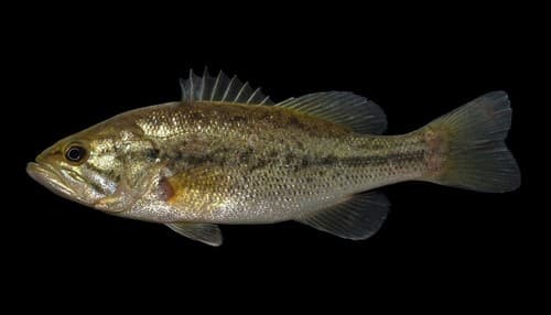 Largemouth Bass — photo 1
