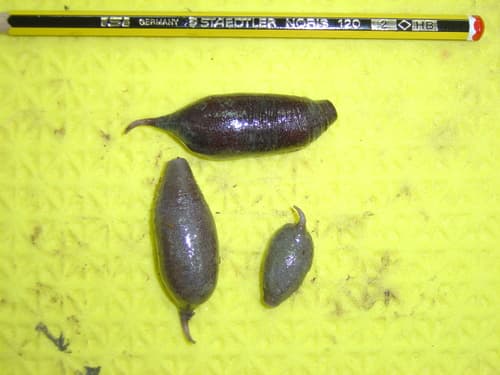 Molpadia oolitica — photo 1