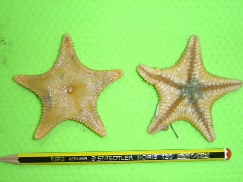 Cookie-cutter Sea Star — photo 1