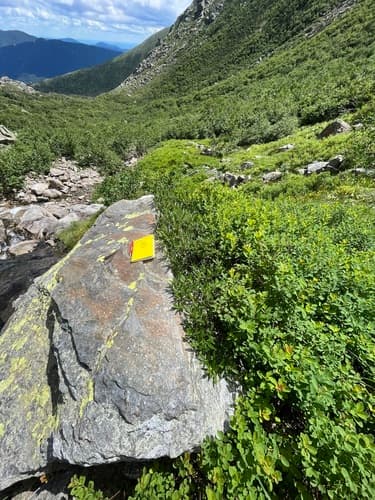 Labrador willow — photo 1