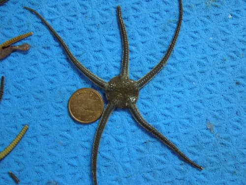 Notched Brittle Star — photo 1