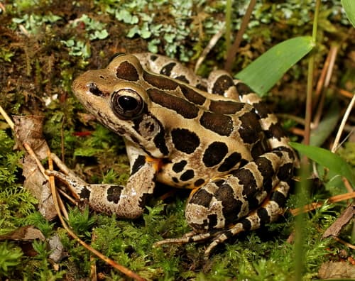 Pickerel Frog — photo 1