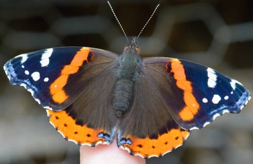 Red Admiral — photo 1