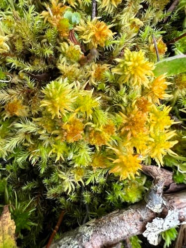 yellow peatmoss — photo 1