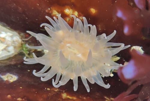 Silver Spotted Anemone — photo 1