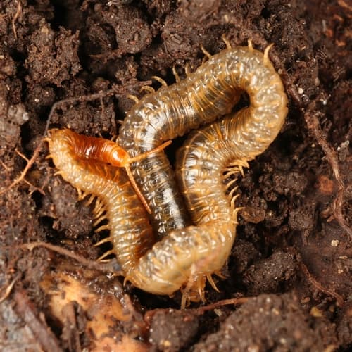 White-Striped Centipede — photo 1
