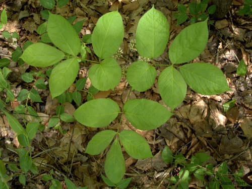 wild sarsaparilla — photo 1