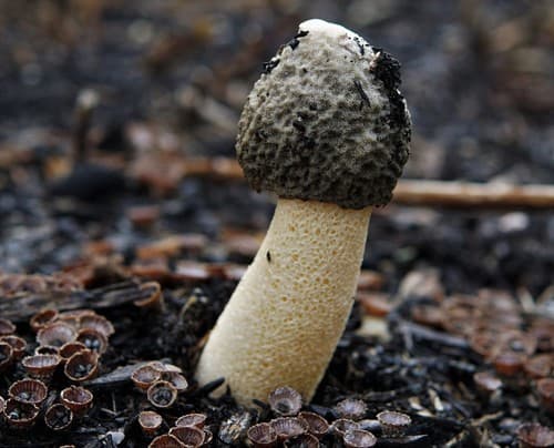 Ravenel's stinkhorn — photo 1