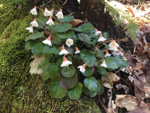 Oconee bells — photo 1