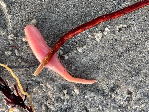 Little Sea Cucumber — photo 1