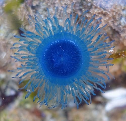 Blue Button — photo 1