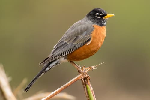 American Robin — photo 1