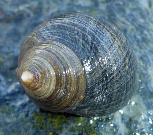 Common Periwinkle — photo 1