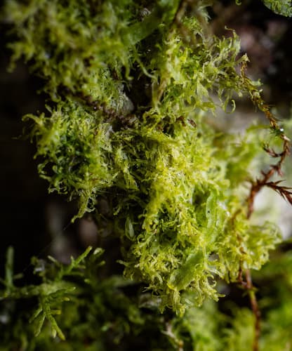 Forked Veilwort — photo 1