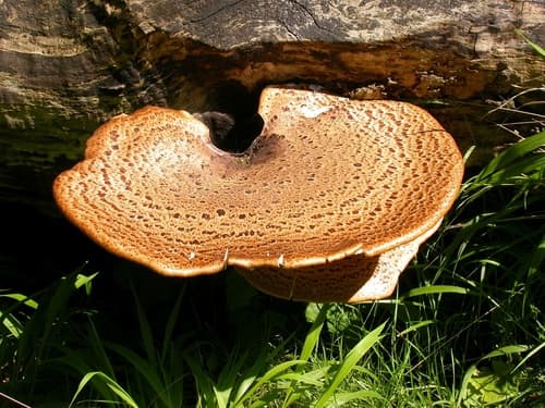 Dryad's Saddle — photo 1