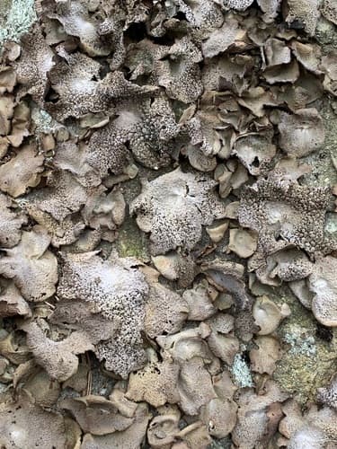 Common Toadskin Lichen — photo 1