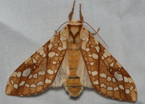Hickory Tussock Moth — photo 1