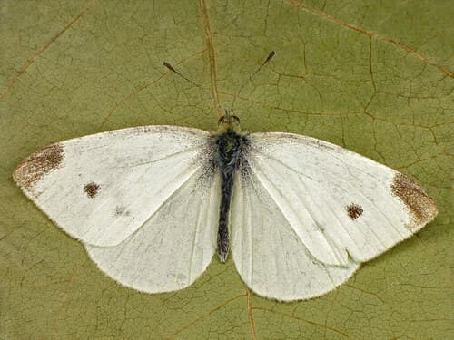 Small White — photo 1