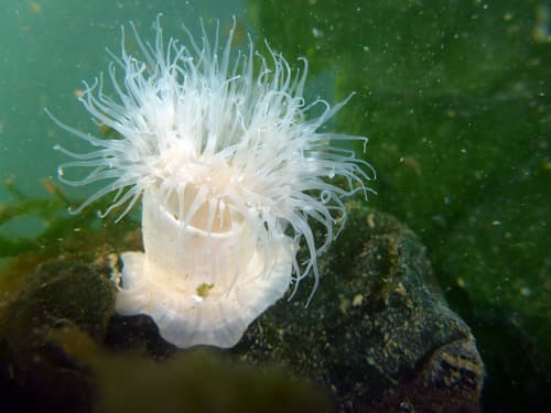 Plumose Anemone — photo 1