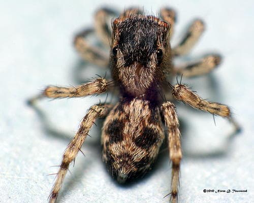 flea jumping spider — photo 1