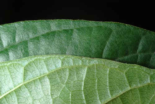 alder buckthorn — photo 1