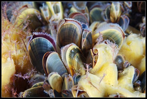 Blue Mussel — photo 1