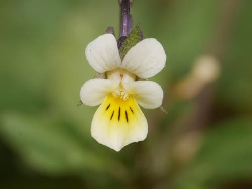 European field pansy — photo 1