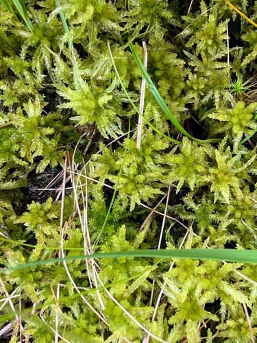 Imbricate Bog-moss — photo 1
