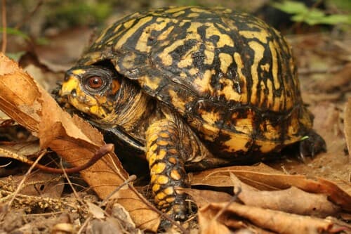 Common Box Turtle — photo 1