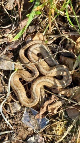 DeKay's Brownsnake — photo 1