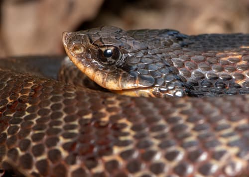 Eastern Hognose Snake — photo 1