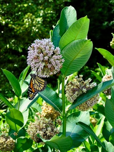 common milkweed — photo 1