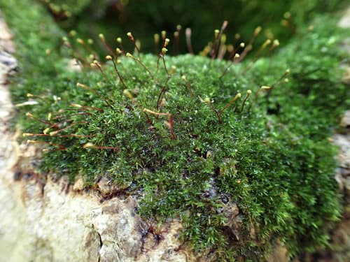 Knothole Moss — photo 1