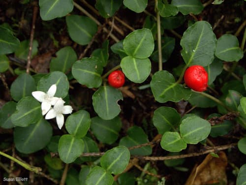 partridgeberry — photo 1