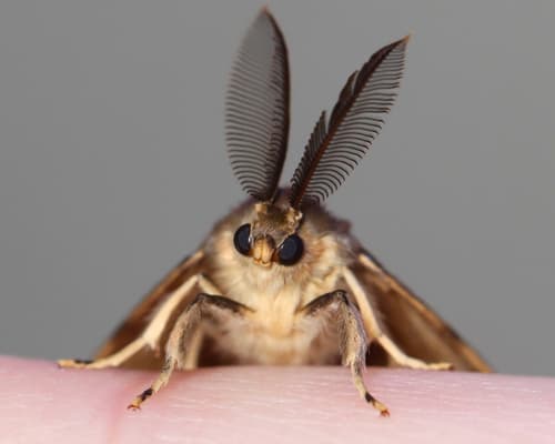 Spongy Moth — photo 1