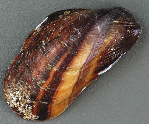 Northern Horse Mussel — photo 1