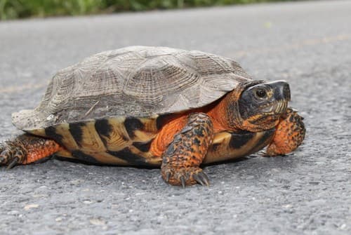 Wood Turtle — photo 1