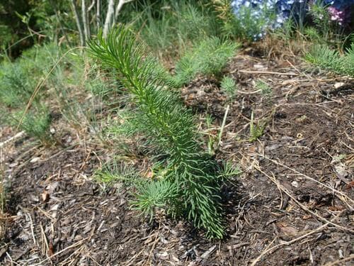 cypress spurge — photo 1