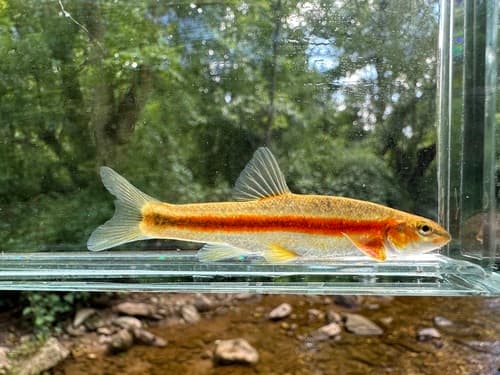 Eastern Blacknose Dace — photo 1
