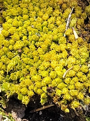 Rusty Fork-moss — photo 1