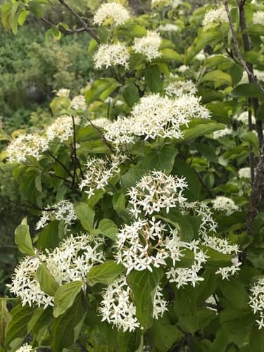 common dogwood — photo 1