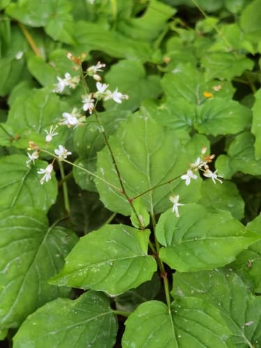 Alpine Enchanter's-nightshade — photo 1